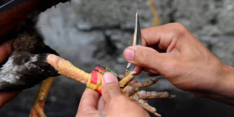 Lý do vì sao phải cần băng cựa gà đúng cách